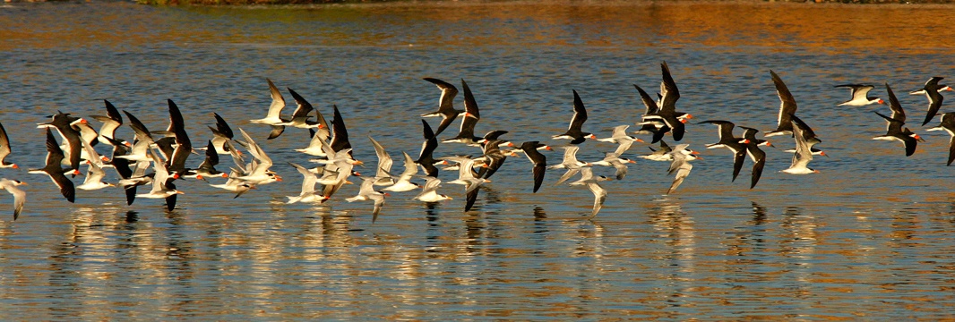 Birds in Batiquitos Lagoon