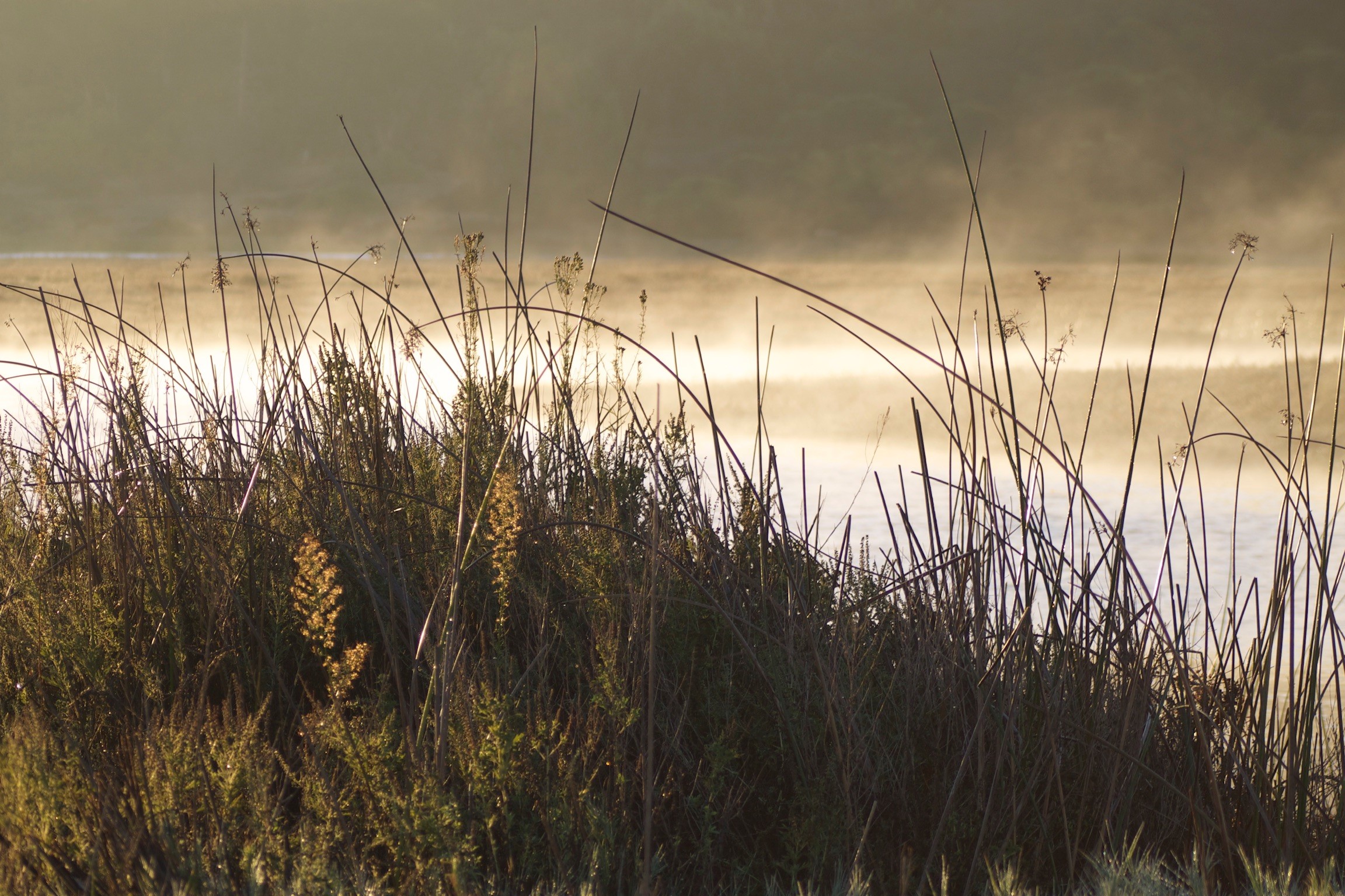 Foggy Spring Morning 