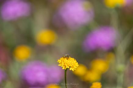 yellow and purple flowers